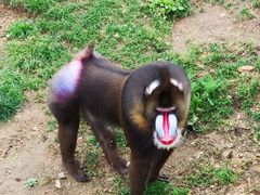 -大连森林动物园