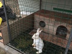 &nbsp;农庄的小兔子-上海崇明金茂凯悦酒店