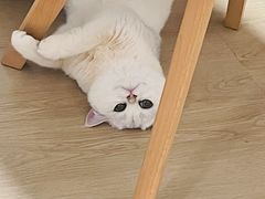 -喵zoo家庭繁育猫舍(尖东智能花园店)