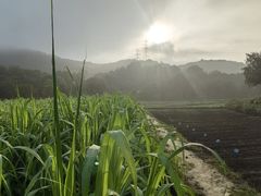 -八卦田遗址公园