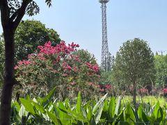 -上海长兴岛郊野公园