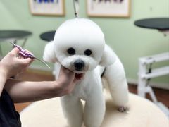 -鑫艺宠物美容培训学校