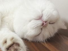 -momokira米努特·德文卷毛猫·棉花面纱犬