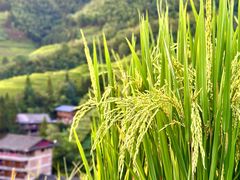 -龙脊梯田