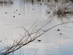 -野鸭湖国家湿地公园