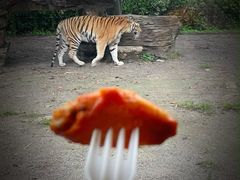 -上海野生动物园老虎餐厅