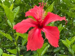 -广州市流溪河国家森林公园