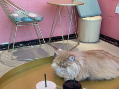 -藏猫猫咖啡主题馆(中央大道店)