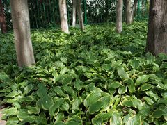 -艾溪湖湿地公园