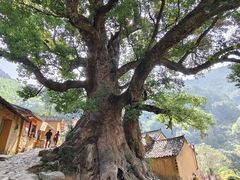 -杨家堂村