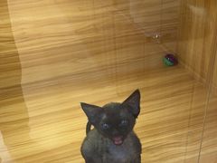 -猫十亿·布偶金渐层·曼基康矮脚猫舍(青年路店)