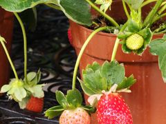 -溪岸路花鸟市场