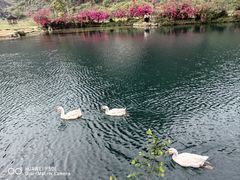 -靖西鹅泉风景区