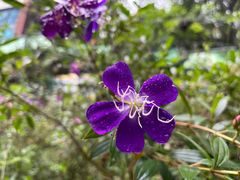 -西双版纳原始森林公园