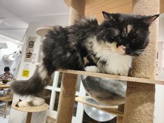 -楼上猫咖(罗湖店)