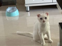 -关爱宠物医院·猫科中心·消化科(滨湖万达分院)