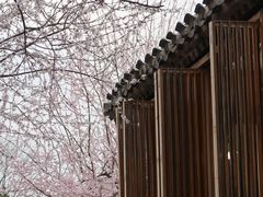 -春风习习