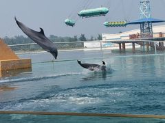 -秦皇岛乐岛海洋王国