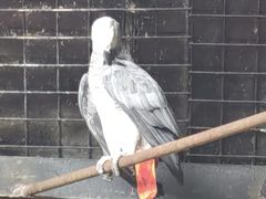 -海南热带野生动植物园