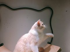 -飞行喵MR PILOT|猫舍·猫咖(静安大融城店)