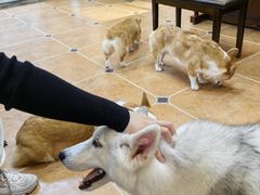 -柯斗斗主题餐厅·狗咖·围炉煮茶·茶饮(国瑞升平里店)