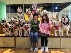-Husky Go! 哈士奇体验馆·宠物咖啡厅狗咖
