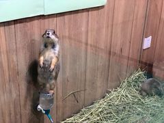 -藦茜花园宠物主题亲子互动体验馆(国顺东路店)