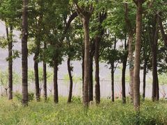 -将府公园