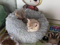 -糯米喵星人总部直营旗舰店·猫舍·幼猫出售