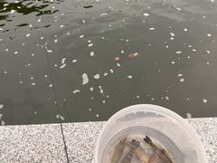 -DGE季风钓虾营地·团建·聚会