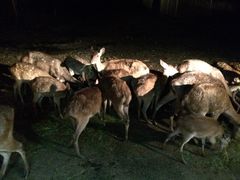 -清迈夜间动物园