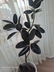 -HEYAN荷妍专业脱毛连锁机构
