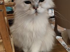 -猫猫幼稚园·撸猫·桌游·电玩