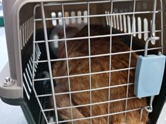 -瑞派·关忠动物医院·猫专科·犬专科(三环新城店)