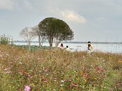 -莲花岛景区