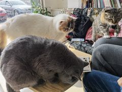 -平行世界·猫咖(首经贸店)