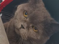 -瑞派申生动物医院·24H夜诊·国际动物医疗中心·骨外科(吴中路店)