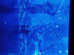 -哈尔滨波塞冬海底世界