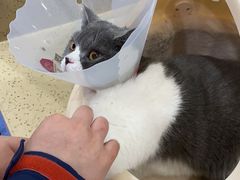 -伟伟宠物医院·CT影像中心·瑞派犬猫综合性门诊(汉口总院)