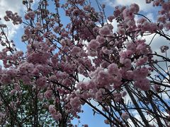 -天适樱花悠乐园