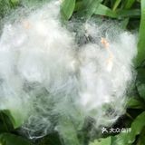 木棉花开 飞絮濛濛