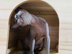 -萌兽医馆·眼科·异宠专科(三里屯店)