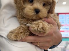 -翊宠yipet猫狗购宠庄园犬舍•猫舍