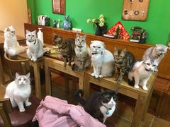 -李小姐の猫咖啡馆(五角场店)