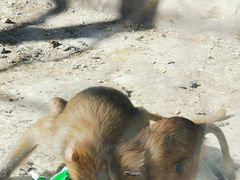 -新疆天山野生动物园