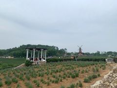 -大塘金香草谷