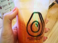 -油梨树AVOCADO TREE(望京店)