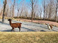 -北京野生动物园
