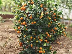 -南和农业嘉年华