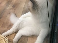 -袖虎·猫馆(体育西路店)